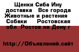 Щенки Сиба Ину доставка - Все города Животные и растения » Собаки   . Ростовская обл.,Ростов-на-Дону г.